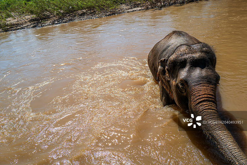 印度亚洲象在水中的高角度视图图片素材