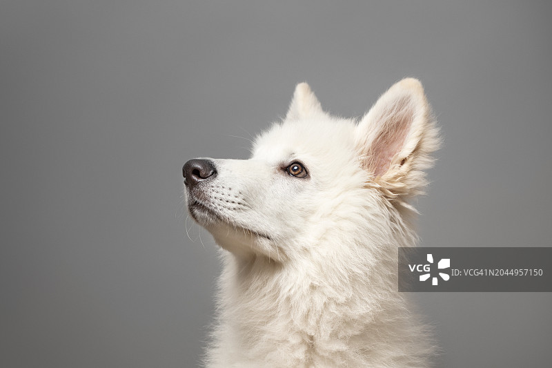 年轻的白色瑞士牧羊犬仰望灰色背景上的肖像图片素材