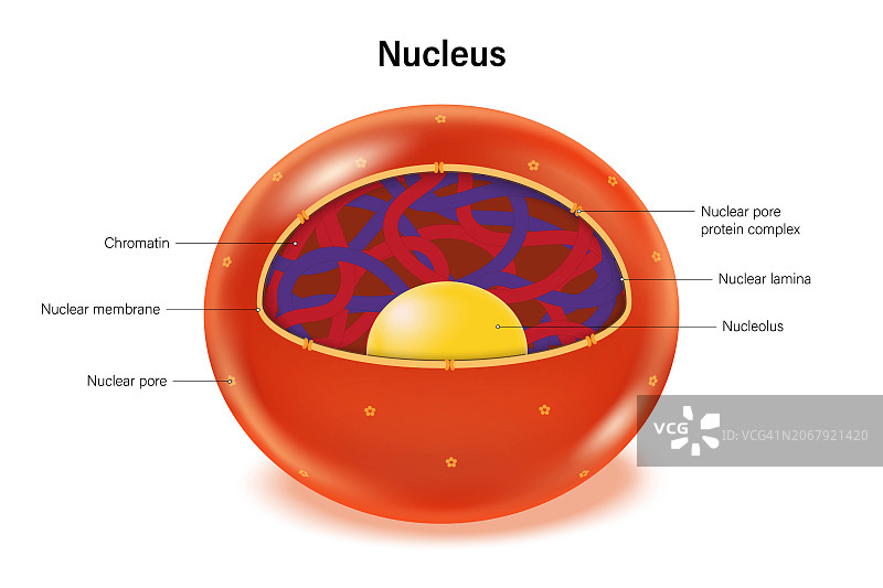 核结构向量。核膜，染色质，核仁和核层。图片素材