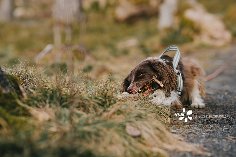 可爱的斯宾格猎犬混合狗在自然森林户外嚼一根棍子图片素材
