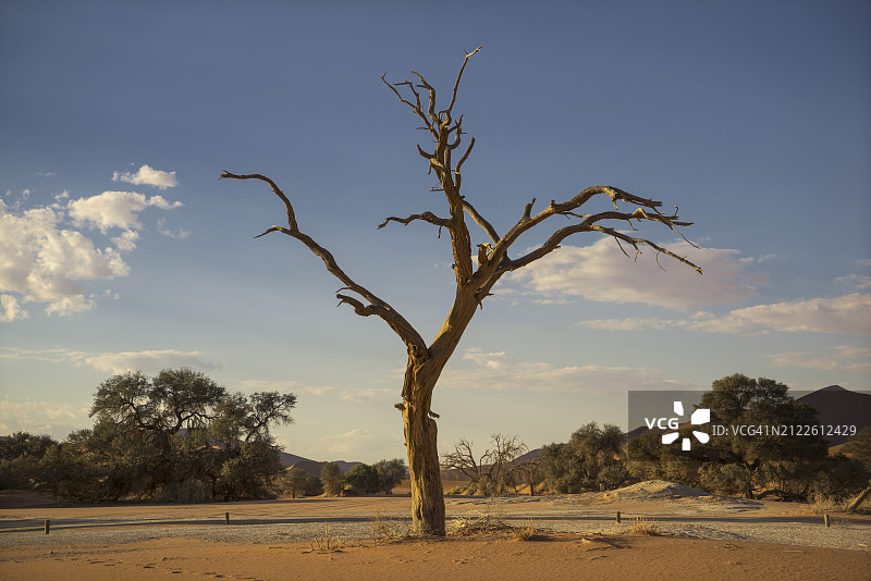纳米比亚。在纳米布沙漠的索苏斯韦里死去的金合欢树。图片素材