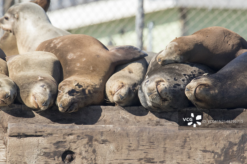 雌性加利福尼亚海狮在拥挤的码头上睡觉图片素材