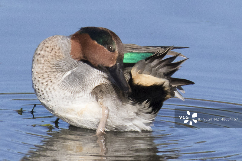 绿翅鸭雄性在水中梳洗图片素材