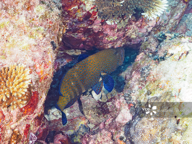 一只美丽的孔雀石斑鱼。如果你仔细观察，你可以看到它正在吃红袍(Sargocentron rubrum)。在东京伊豆群岛的志岛。水下照片摄于2023年。图片素材