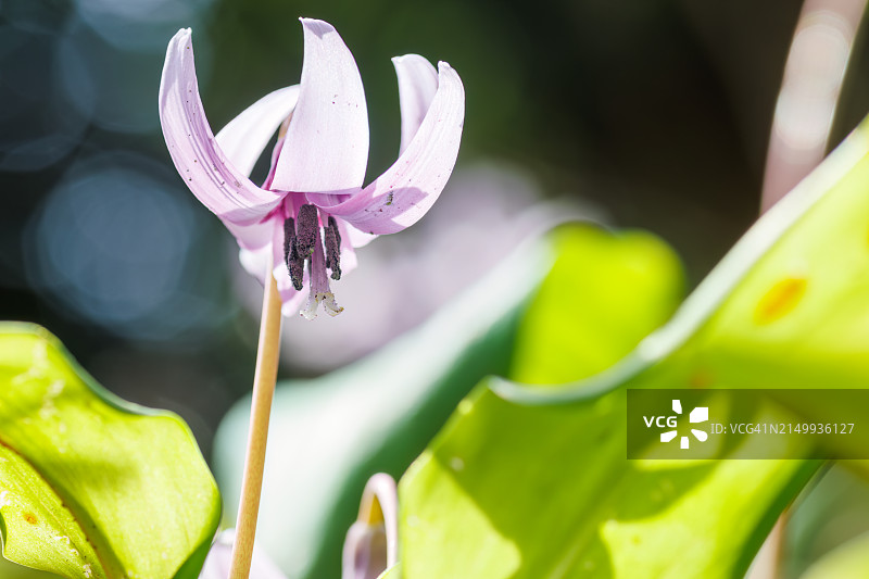 美丽的狗牙紫罗兰(Erythronium japonicum，百合科(百合科))花。图片素材