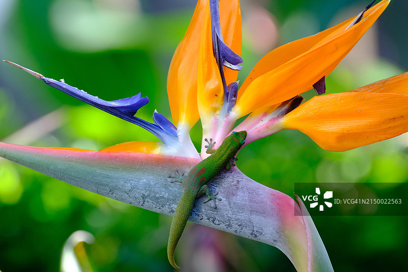 橙色开花植物特写，夏威夷，美国图片素材