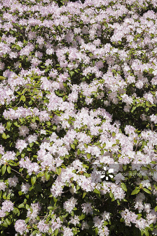 白色和淡紫色开花杜鹃花，杜鹃花灌木在春天，魁北克，加拿大，北美的特写图片素材