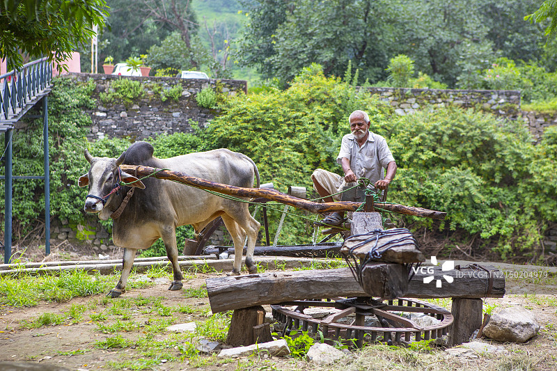 在印度，用牛驱动的水车从河里取水是一种传统的灌溉方法。图片素材