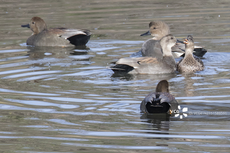 在繁殖季节，雄性加德沃尔鸭围着雌性图片素材