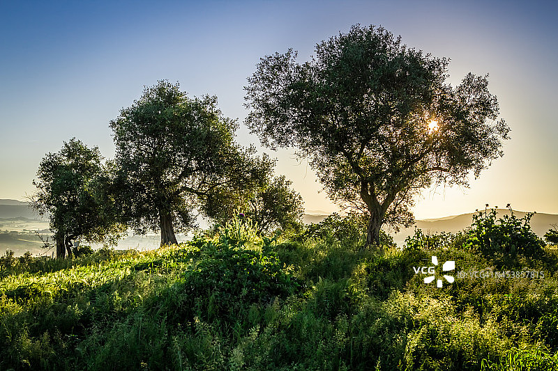 夏天日出时的橄榄树图片素材