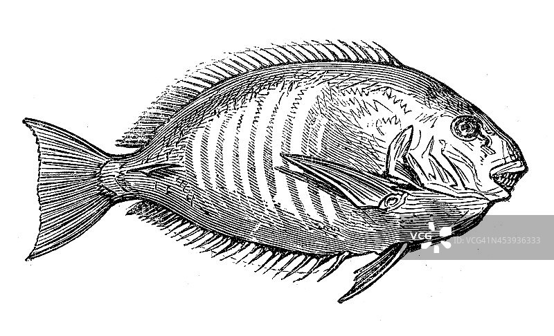 蝴蝶鱼(Chaetodon chrysurus o Chaetodon paucifasciatus)的古老插图图片素材