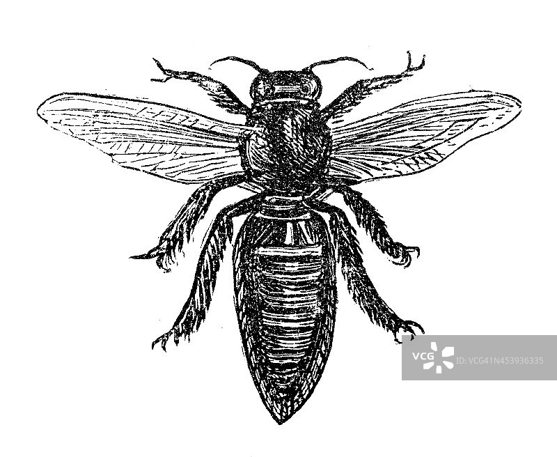欧洲蜜蜂(Apis mellifera)的古董插图图片素材
