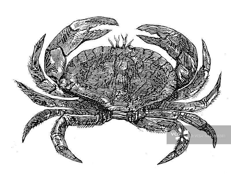 古色古香的棕蟹插图(Cancer pagurus)图片素材