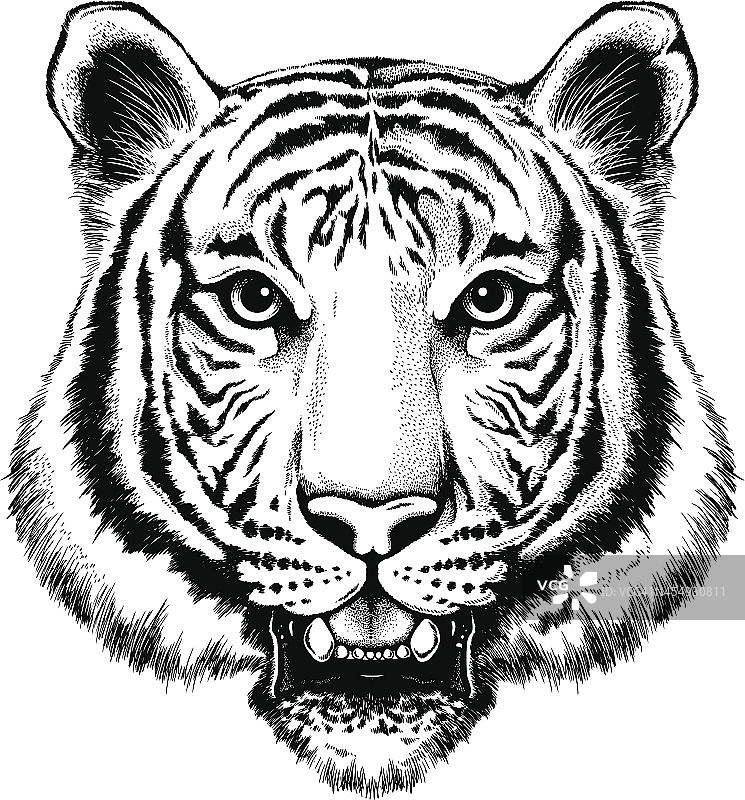 黑白插图的老虎肖像图片素材