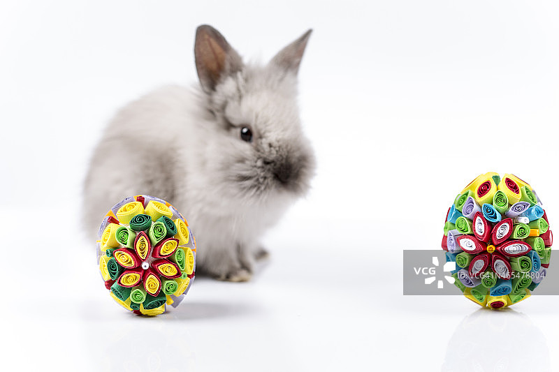 篮子里的复活节兔子和白色背景上的复活节彩蛋图片素材