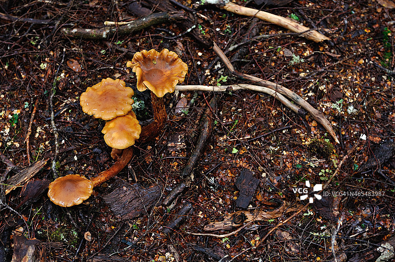 森林中的蘑菇图片素材