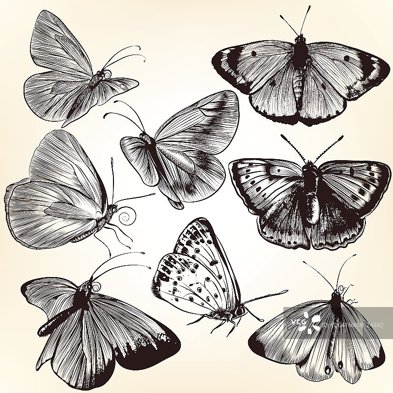 收集矢量手画蝴蝶的设计图片素材
