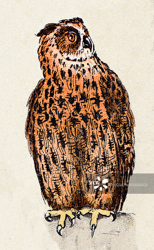 欧亚雕鸮、鸟类动物古插图图片素材