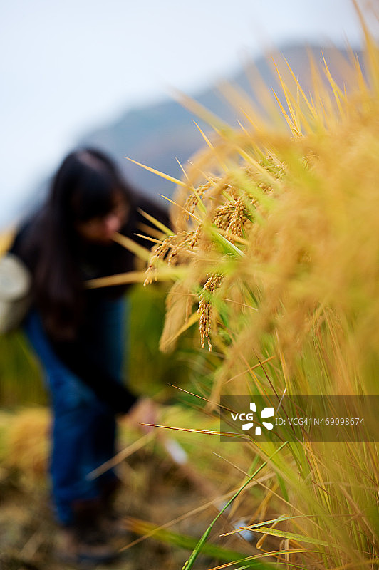水稻的农民图片素材