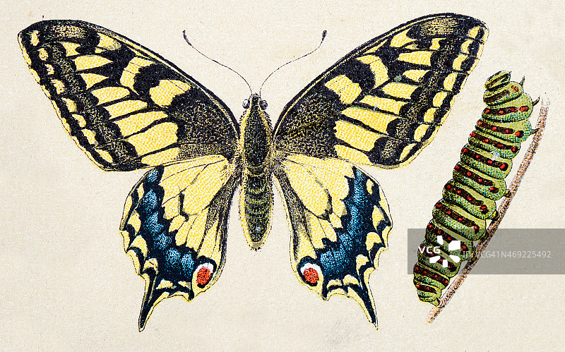 东半球燕尾蝶(Papilio machaon)，昆虫动物古董插图图片素材