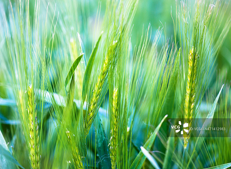 幼小的小麦，背景柔软图片素材