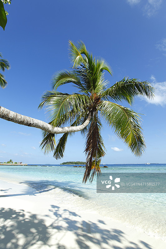 棕榈在海滩和大海的背景图片素材