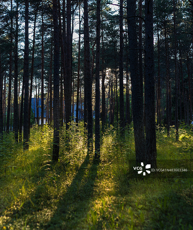 森林在爱沙尼亚图片素材