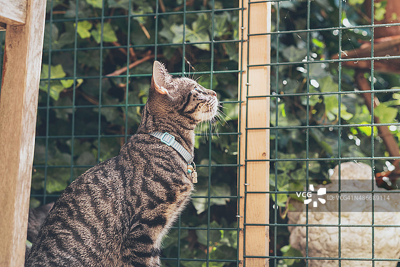 好奇的小虎斑猫透过花园的篱笆张望。图片素材