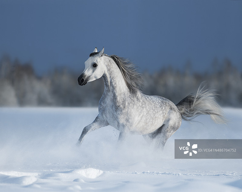 飞奔的灰色阿拉伯马在雪地上图片素材