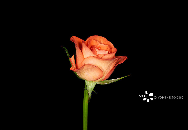 近距离图像的单一橙色玫瑰孤立在黑色图片素材