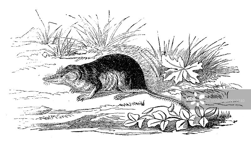欧亚水鼩(Neomys fodiens)的古董插图图片素材
