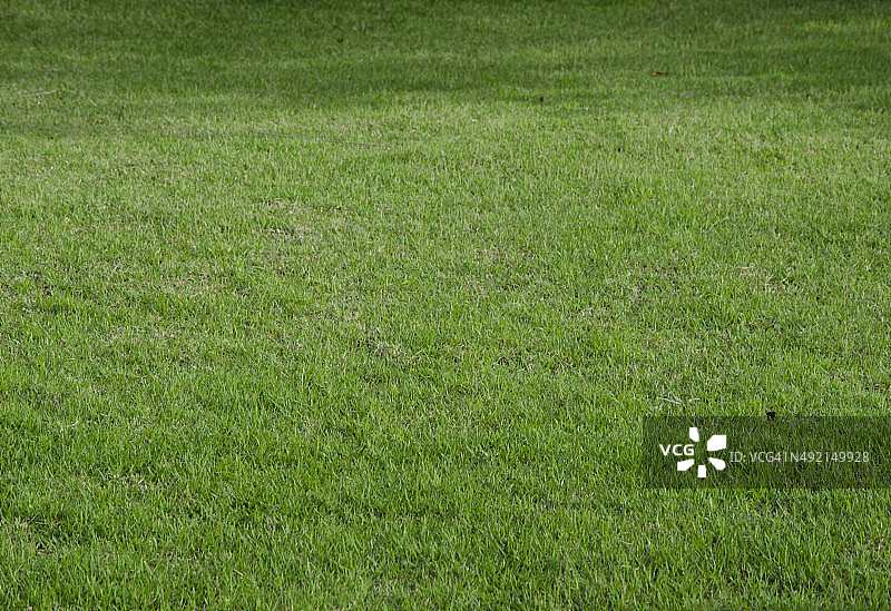 绿色草坪地板纹理背景图片素材