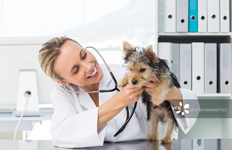 兽医用听诊器检查犬只图片素材