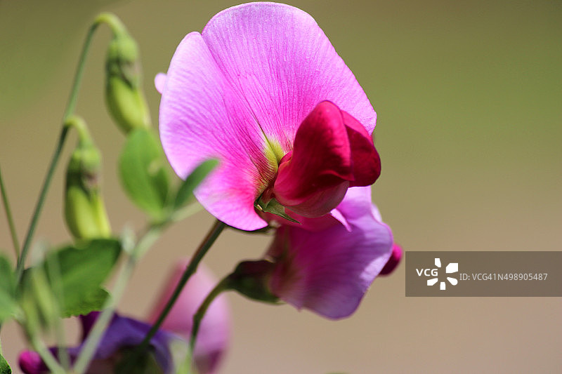 粉色和紫色的甜豌豆花在花园里的形象图片素材