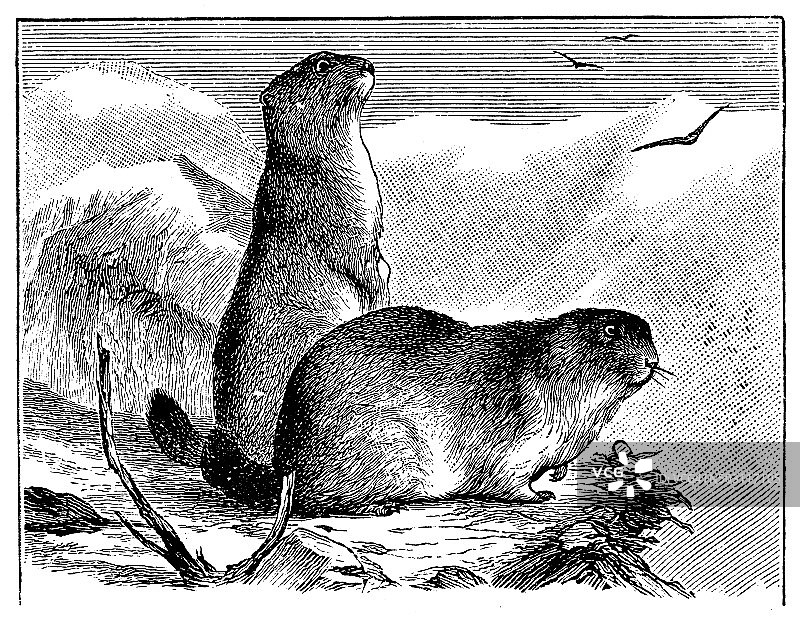 阿尔卑斯山土拨鼠的古董插图(土拨鼠)图片素材