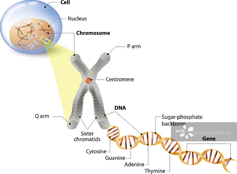 细胞，染色体，DNA和基因图片素材
