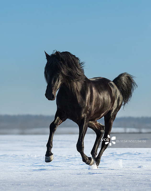 纯种西班牙黑马在雪地上奔驰图片素材