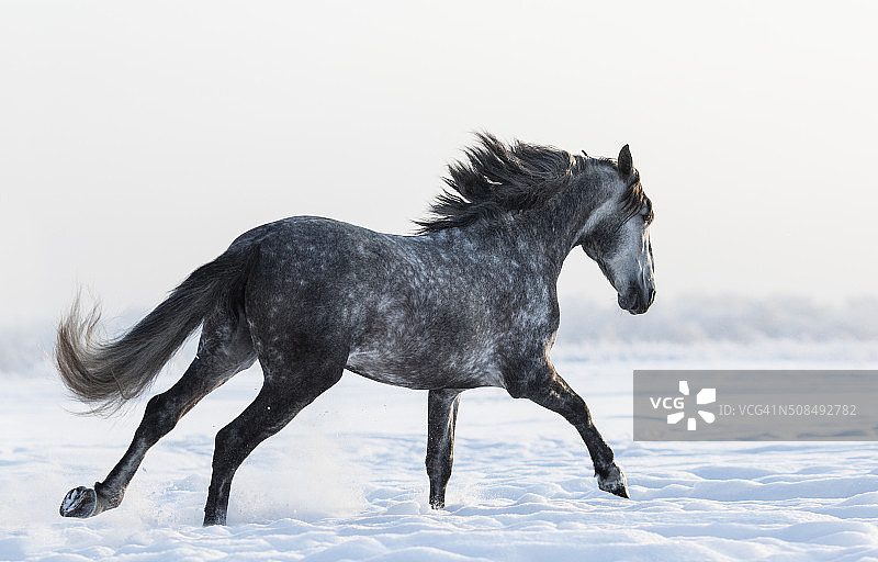 深灰色的马在冬天的田野上奔驰图片素材