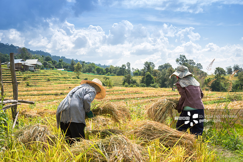 农民们正在用传统方法收割水稻图片素材