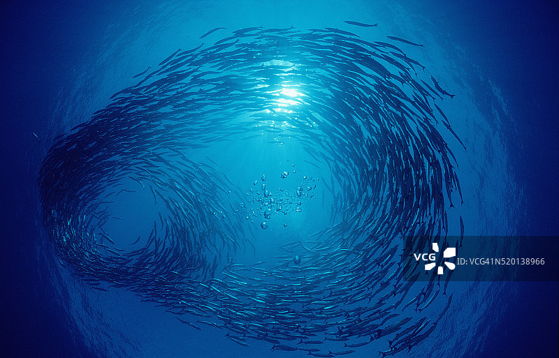 黑鳍梭鱼游动鱼群图片素材