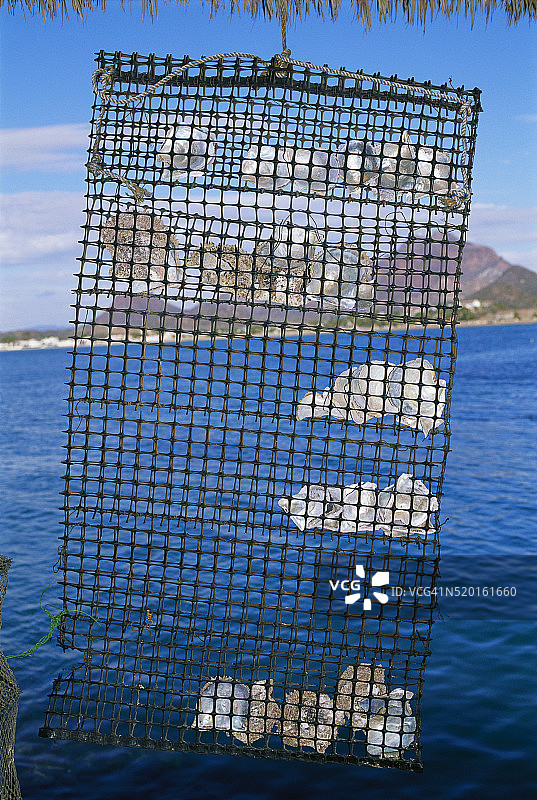 墨西哥海岸附近的牡蛎养殖笼图片素材