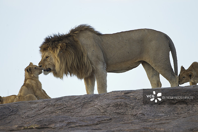 狮子的幼崽图片素材