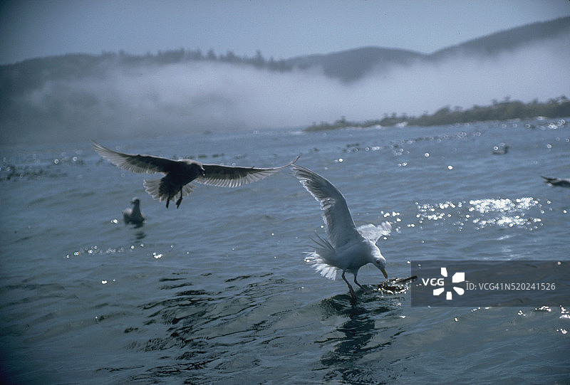 天使港的海鸥图片素材