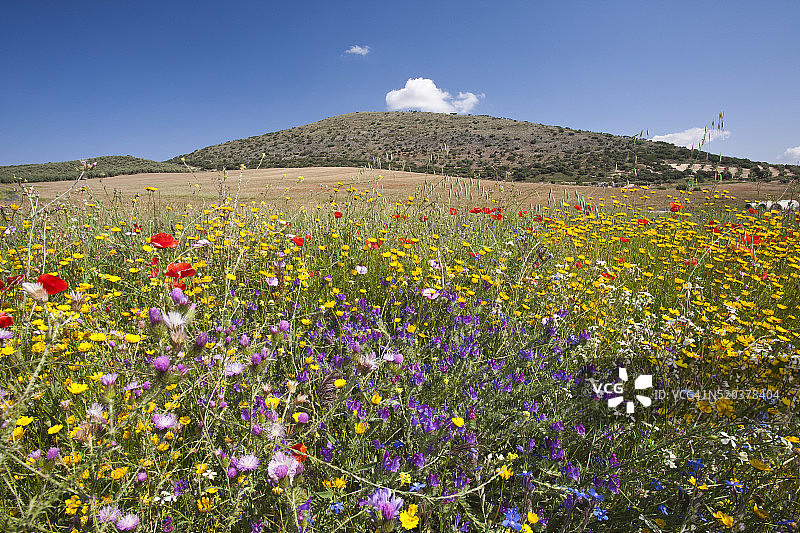 野花生长在田野边缘的安达卢西亚，西班牙。图片素材