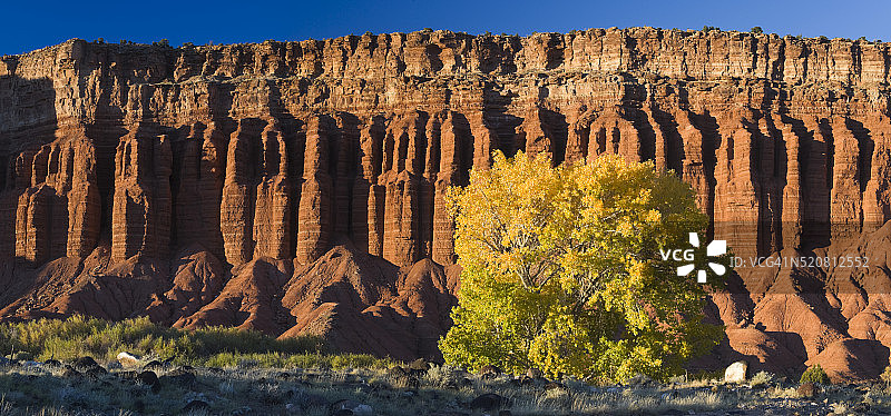 美国。一种秋季生长在门科比组岩壁下的白杨树(毛白杨)图片素材
