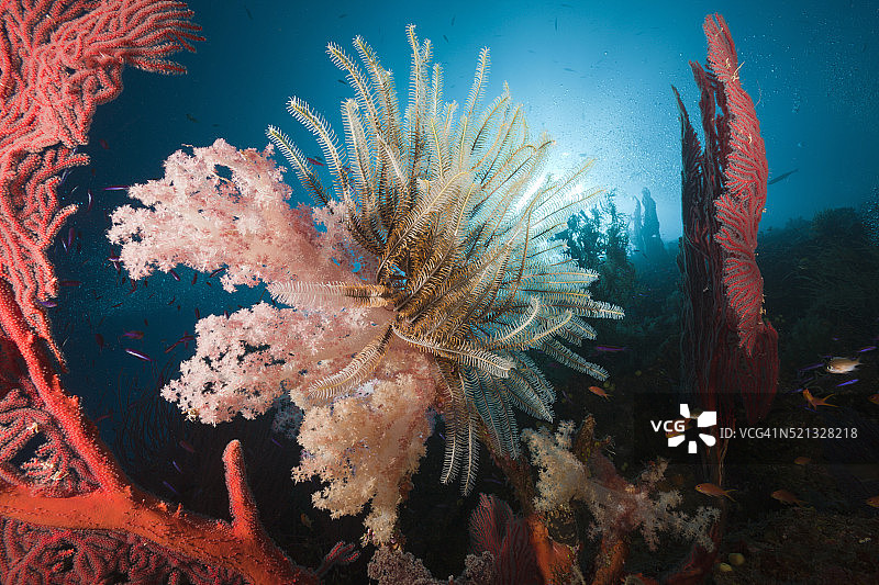 珊瑚礁上的软珊瑚图片素材