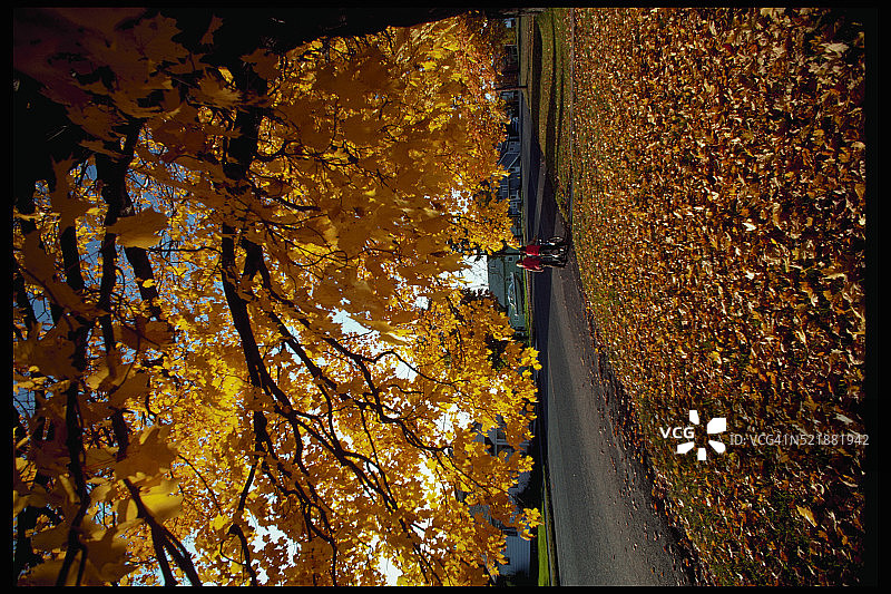 枫叶上的秋叶图片素材