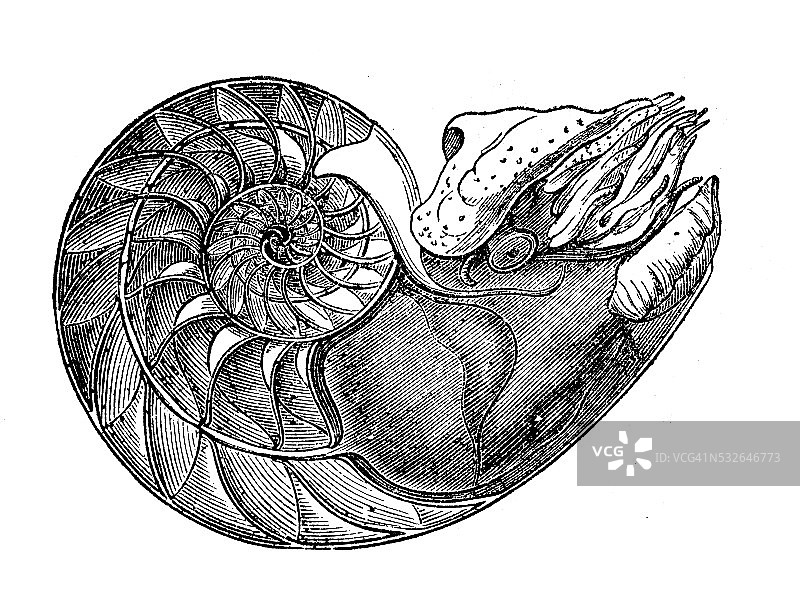诺第留斯·庞皮留斯的古董插图图片素材