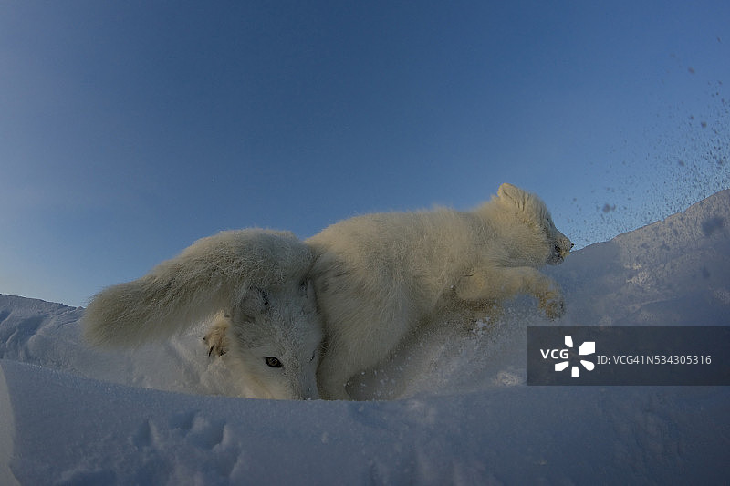 北极狐在冰雪覆盖的苔原上寻找猎物。图片素材