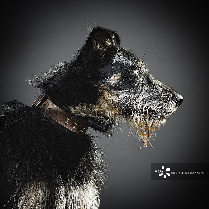 混血狗的肖像。图片素材